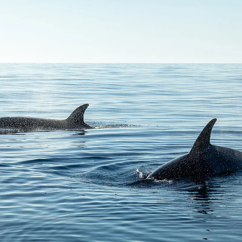 dolphins in panama