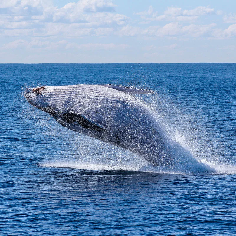 whale watching in panama 1