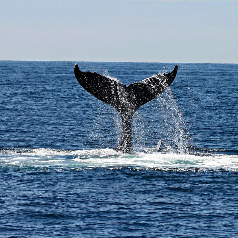 whale watching in panama